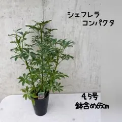 シュロチク コジュロ 観葉植物 - メルカリ