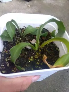 山野草 キバナノアツモリソウ 3芽6号鉢植え - メルカリ