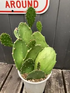 サボテン オプンチア スルフレア アパッチ　大きめ Opuntia sulphurea