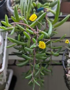 ５/１１以降発送予定!! 多肉植物　ルビーネックレス　抜き苗