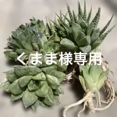 ハオルチア ３種類　多肉植物 健康な根付き　抜き苗のサムネイル