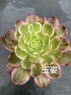 ☆多肉植物☆白鳳錦・アエオニウム☆ - メルカリ