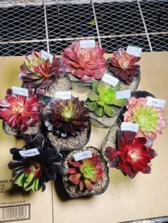 2 レア種入り 多肉植物 アエオニウム 抜き苗 10種セット