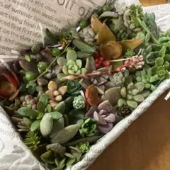 可愛い♡多肉植物詰め合わせ♡