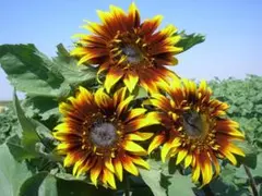 【花の種】２０粒　ひまわり　F1 ジョーカー　二色咲の半八重品種　激レア　珍しい