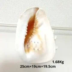 2026年最新】トウカムリ貝の人気アイテム - メルカリ