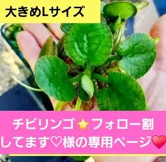 専用ページ♥️大10個～♥️アナカリス10おもり3個ミリオフィラム追加