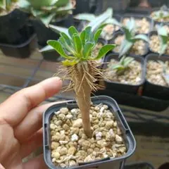 ユーフォルビア　ギラウミニアナ実生②のサムネイル