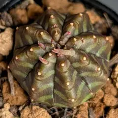 メルカリ便発送☆こー様 リクエスト 2点 まとめ商品