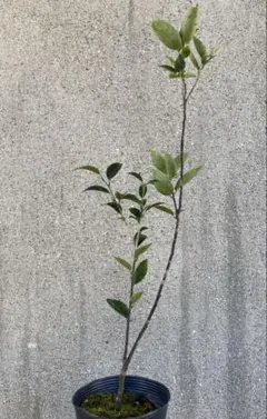 アオバナハイノキ 青花灰木 苗木 - メルカリ