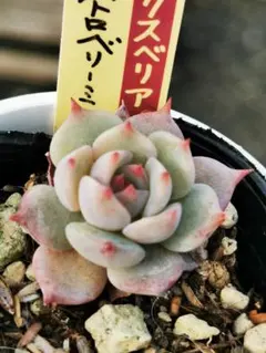 ♣鈴べっちゃん様 リクエスト 3点 まとめ商品