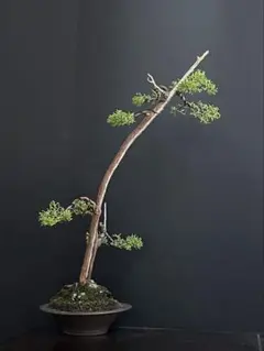 杜松盆栽 古木 捻転シャリ幹 樹高ジン含む42cm(検索用 真柏、黒松