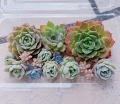 多肉植物 カット苗 寄せ植え セット