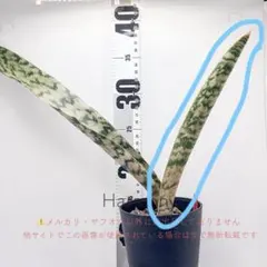 サンスベリア サラハフマン 斑入り 約55cm ピングイキュラ ロリダ