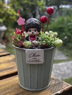 多肉植物＊寄せ植え＊そのまま飾れる♡♡ - メルカリ