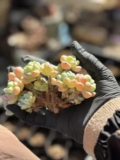 りゅう様 リクエスト 2点 まとめ商品