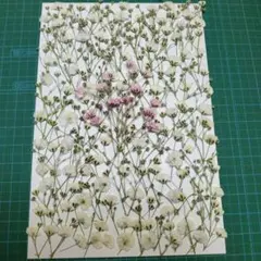 押し花素材「白かすみ草10」