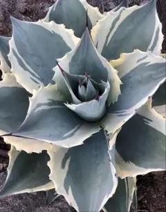 Thurs Nurseryページ耐寒性アガベ オバティフォリア斑入り◇ Thurs Nurseryページ耐寒性アガベ オバティフォリア斑入り◇ アガベ