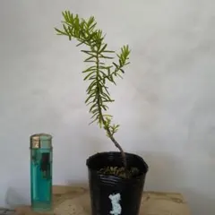 植木苗イチイのサムネイル