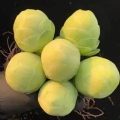 満天の大空様 リクエスト 4点 まとめ商品