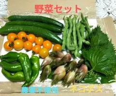 野菜セット❤茗荷❤ミニトマト❤きゅうり❤大葉他⭐ネコポス⭐️農薬・除草剤不使用のサムネイル