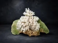 天然珊瑚 大型 約25cm サンゴ 骨格標本 オブジェ インテリア アクアリウム
