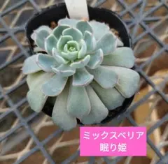 ❤️確認用❤️★D ミックスベリア❤️眠り姫❤️抜き苗♪　　　　　　　✨メルカリ✨札なし ミックスベリア 眠り姫 綴化？ おらいさん 抜き苗発送 札なし - メルカリ