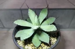 肉まんじゅう様 リクエスト 2点 まとめ商品