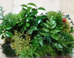 星のおじいさま様 リクエスト 2点 まとめ商品