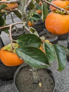 富有柿 大苗木 沢山の大玉！実着きオススメლ⁠(⁠^⁠o