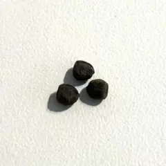 ギラウミニアナ 種子 10粒 - メルカリ