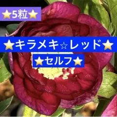 ❤️150❤️☘️ラスト☘️⭐️クリスマスローズ⭐️セルフ種子