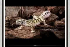 生き物大図鑑 アドバンス レオパードゲッコー
