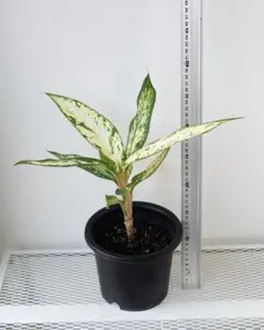 2025年最新】ディフェンバキアの人気アイテム - メルカリ