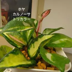 激レア　特価　ホヤ　カルノーサ　アルゲンティアプリンセス　写真現物 ホヤ アルゲンティア プリンセス - メルカリ