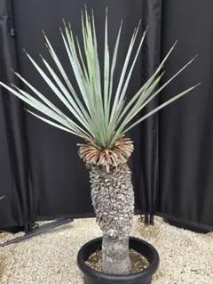 人気のユッカ　リギダ110cm【個体番号105】 人気のユッカ リギダ110cm【個体番号105】 - メルカリ