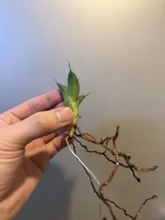 りっちゃん様 リクエスト 2点 まとめ商品