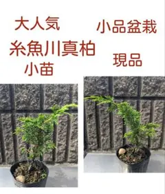 皐月さつき 盆栽素材【飛鳥錦 あすかにしき】AN19 - メルカリ