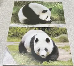 2026年最新】王子動物園タンタンの人気アイテム - メルカリ