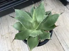 アガベ マグニフィカのサムネイル