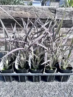 2026年最新】イラン株 アガベの人気アイテム - メルカリ