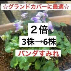2026年最新】パンダスミレの人気アイテム - メルカリ