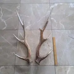 鹿の角 置物 約60cm