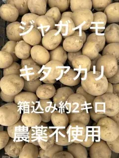 じゃがいも、キタアカリ、60サイズのサムネイル