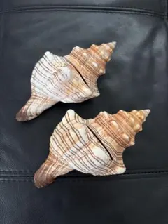 【希少】貝殻　巻貝　置き物　オブジェ　カードホルダーのサムネイル