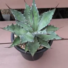 w*e様 クリポタ×ホリダhidden agave ハイブリッドアガベ カレイド