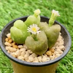 2025年最新】コノフィツム マウガニーの人気アイテム - メルカリ