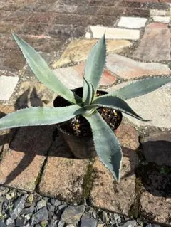 2025年最新】アガベアメリカーナの人気アイテム - メルカリ