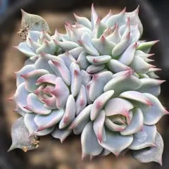 レオポン様 リクエスト 2点 まとめ商品