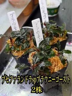 2026年最新】ブラウニーゴーストの人気アイテム - メルカリ